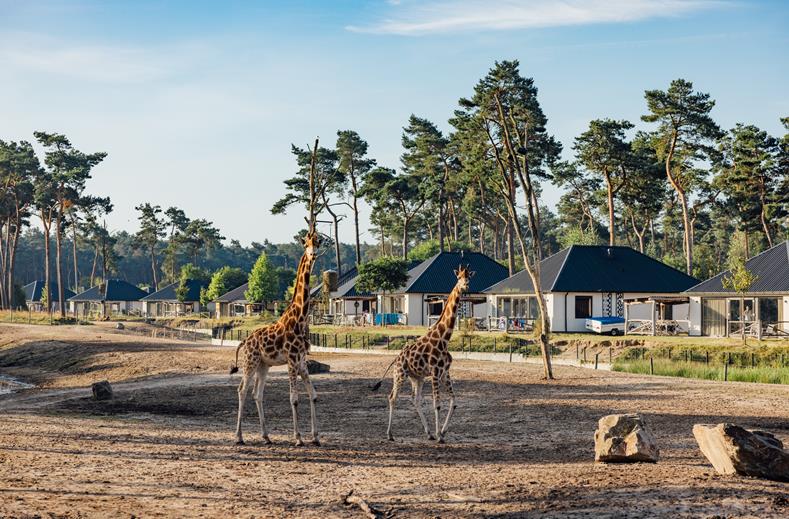 Safari Resort Beekse Bergen