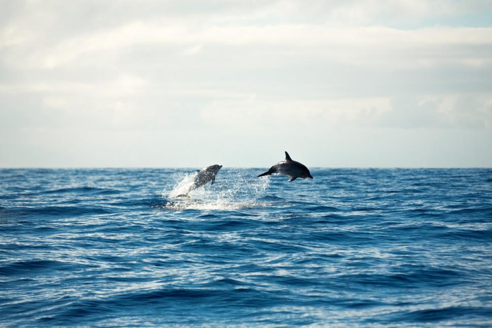 Snorkelen Europa: dolfijnen aan de kust van Madeira