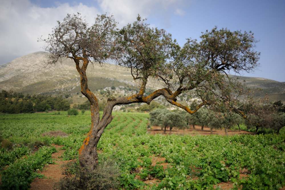 Kreta of Rhodos landschap