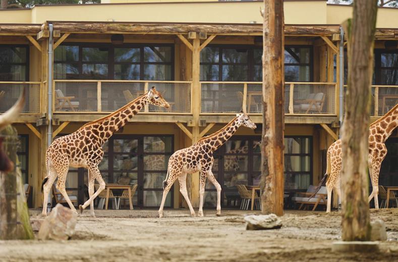 Safari Hotel Beekse Bergen Noord-Brabant Nederland