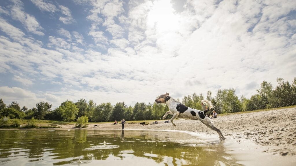 Landal Twenhaarsveld Overijssel