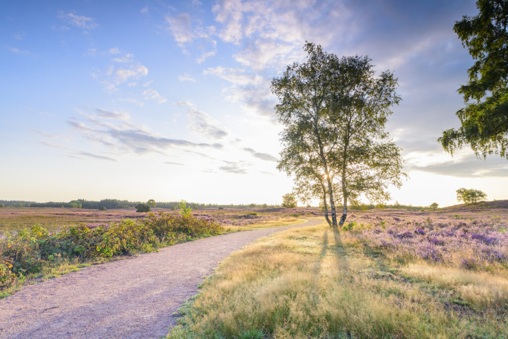 Veluwe bos zon