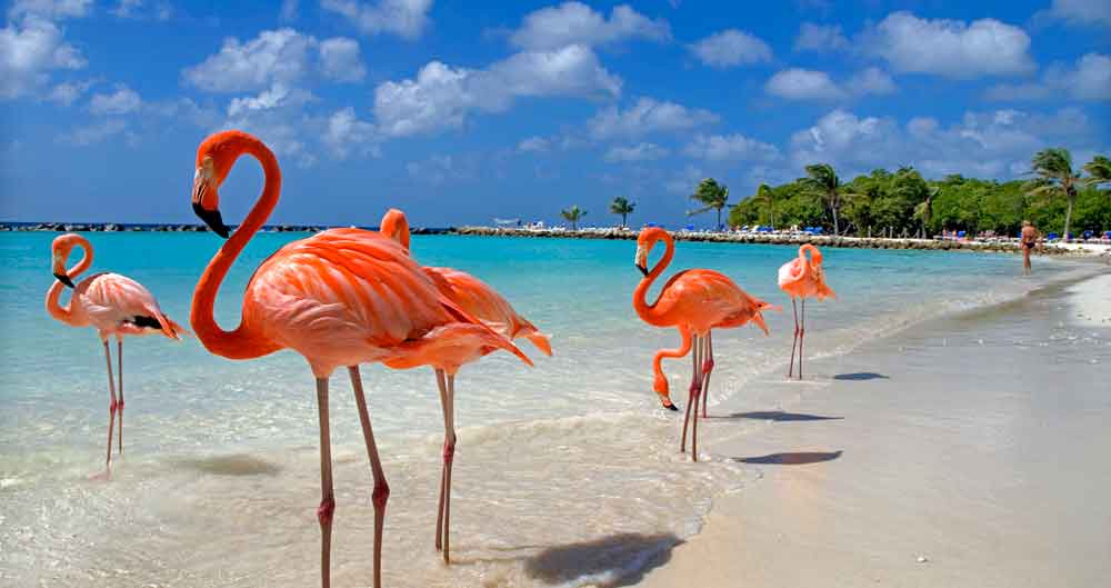 tui-ticket-sale-aruba-bonaire-curacao-retour-voor-429-p-p