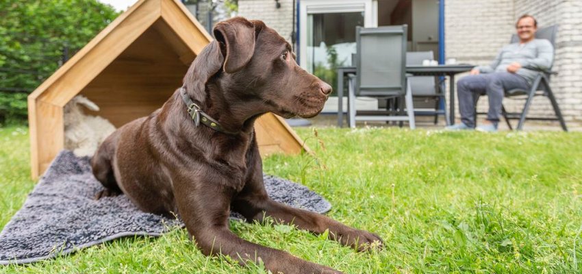 Omgeving verjaardag software Landal met hond ⁂ Op welke parken zijn honden welkom?